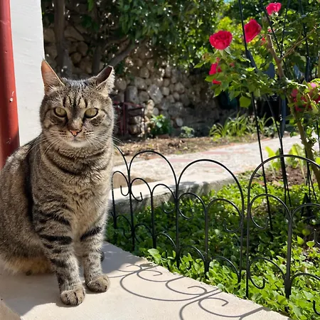 Апартаменты Vicina Summer 2 *