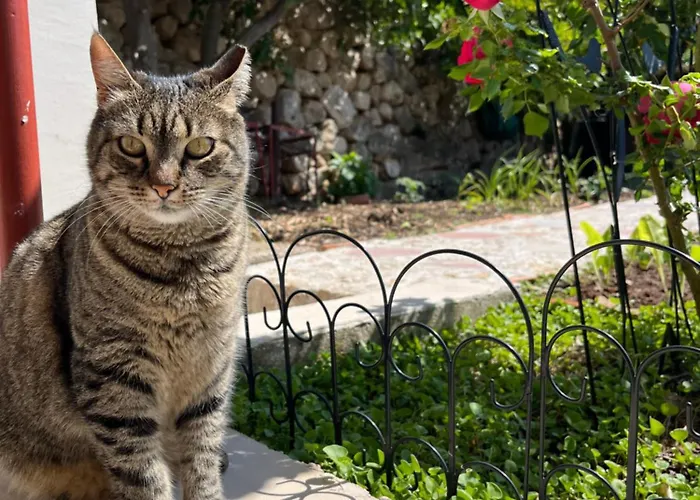 Lejlighed Vicina Summer 2 *